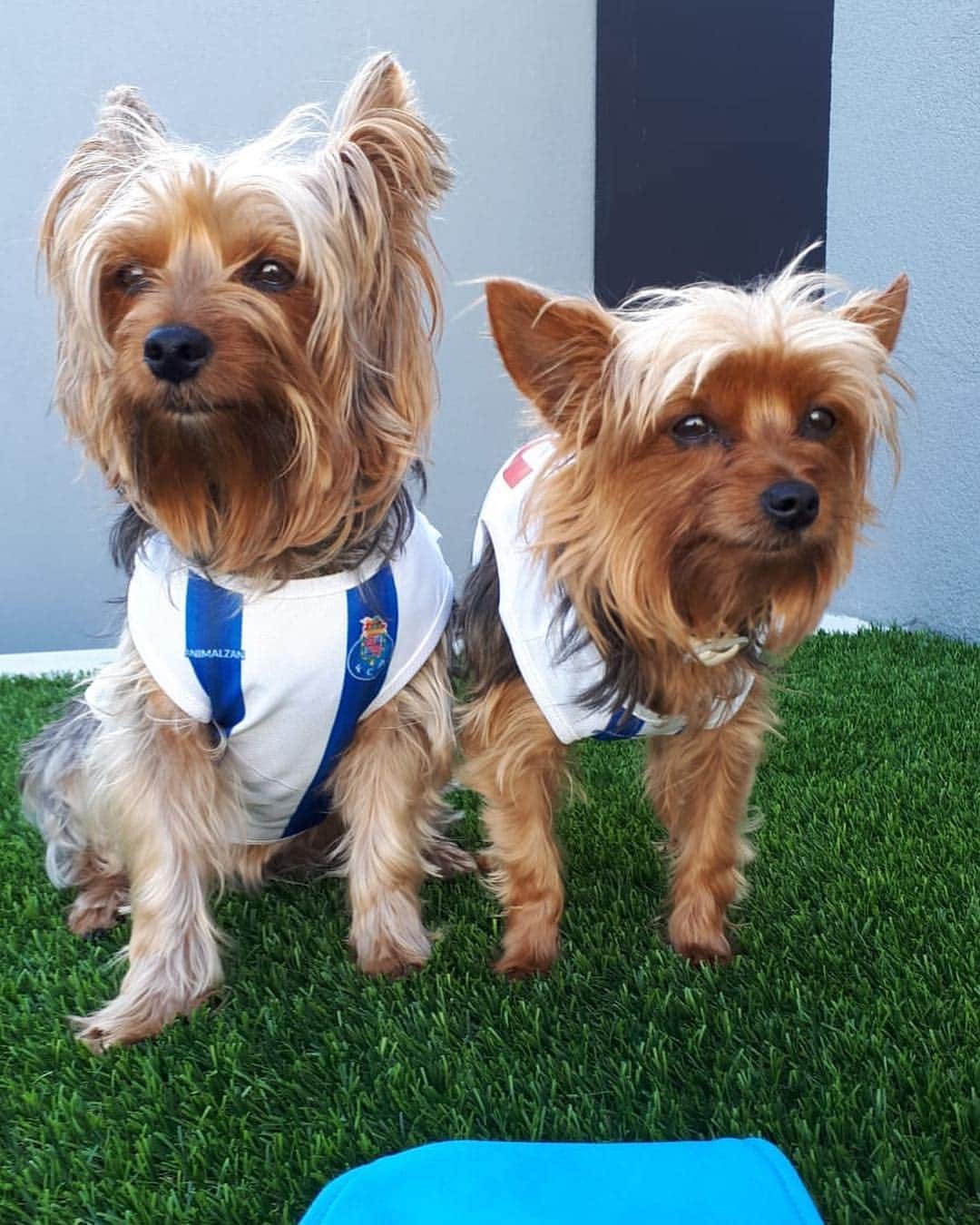 のインスタグラム：「Kira y Siri.......Madre e hija 🐶💙」