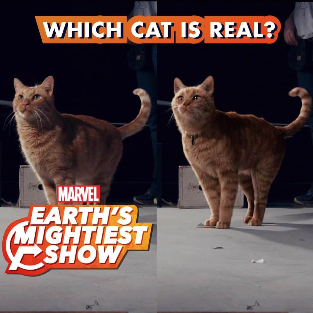 Marvel Entertainmentさんのインスタグラム写真 - (Marvel EntertainmentInstagram)「Which Goose the Cat is real? See how the visual effects from Marvel Studios’ #CaptainMarvel were brought to life in a new episode of #EarthsMightiestShow on Marvel.com!」3月19日 5時00分 - marvel