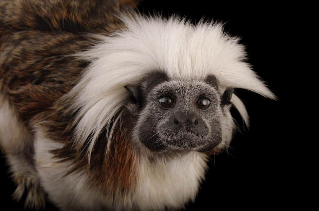 のインスタグラム：「Photo by @joelsartore | A portrait of a cotton-top tamarin at the Miller Park Zoo in Bloomington, Illinois. #PhotoArk #Wildlife #Conservation」