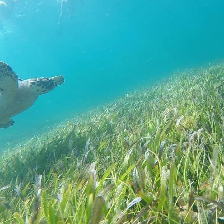 マリヤ・コロレバのインスタグラム：「Me when a dude tries to start a conversation with me at the gym 😂✌🏼I am LIVING for this turtle we saw when snorkeling and its RBF 🐢 #iliketurtles #snorkeling #rbf」