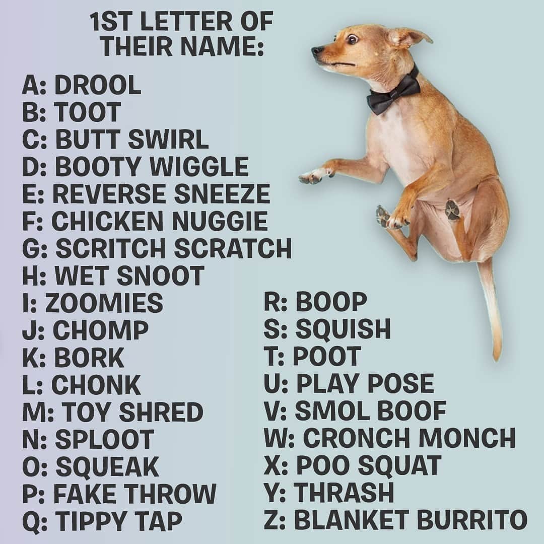 BarkBoxさんのインスタグラム写真 - (BarkBoxInstagram)「YOUR DOG HAS BEEN CAST IN THE NEXT BIG SPY MOVIE. Use this key to find out the film's name so you can get their Oscar speech ready early. Don't forget to share it in the comments! We’re nosy and wanna know what you got. 🕵️‍♂️」3月19日 5時54分 - barkbox