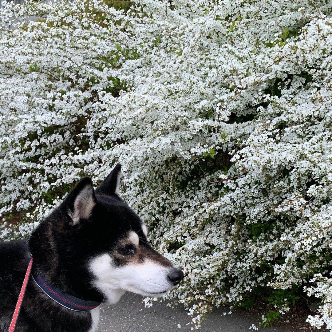 のインスタグラム：「#お花柴男子くらぶ #朝んぽ #kuroshiba #blackshiba #shibainu #shibastagram #instadog #dogstagram #柴犬 #黒柴 #黑柴 #日本犬 #和犬 #シニア犬 #癒し犬 #いぬら部 #ふわもこ部 #柴犬部 #モフモフ生命体 #柴犬のいる暮らし #わんこのいる暮らし #わんこのいる生活 #わんこと一緒 #わんダフォ #わんだふるjapan」