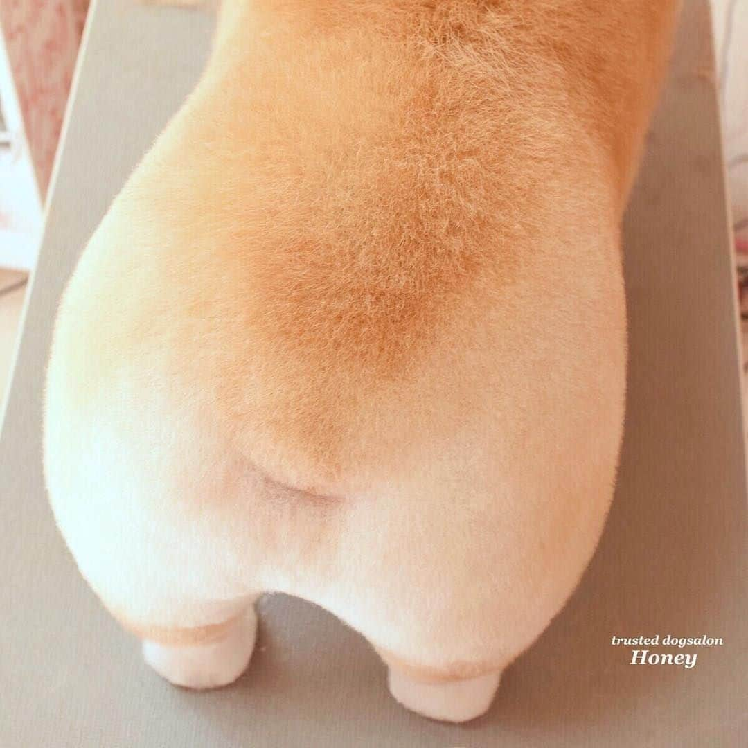 9GAGさんのインスタグラム写真 - (9GAGInstagram)「Is this a toasted marshmallow?⠀⠀ -⠀ 📷 @dogsalon_honey⠀ -⠀ @barked #barked #corgi #9gag」3月19日 6時00分 - 9gag