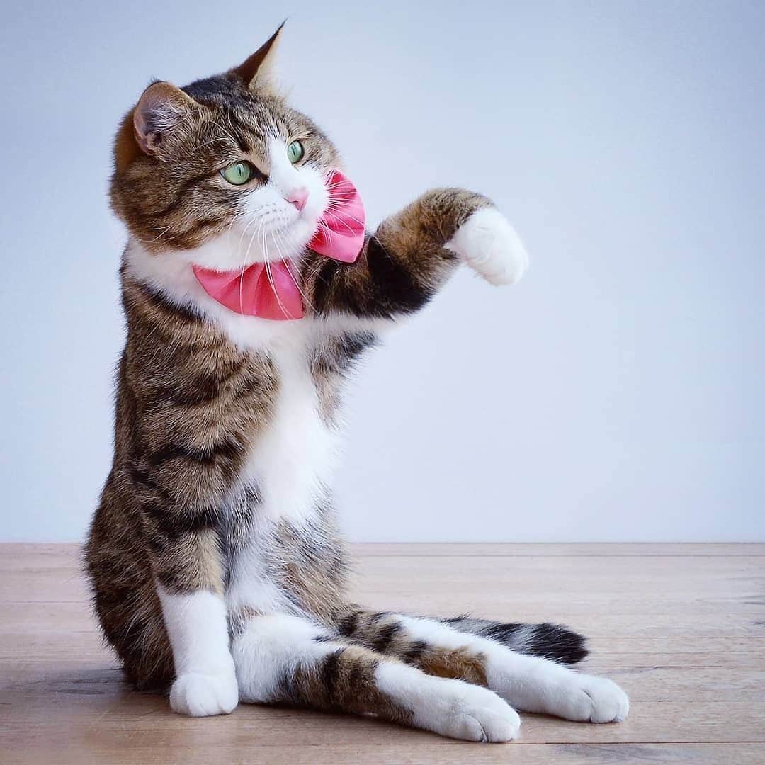 のインスタグラム：「You may kiss my paw before you start my feast preparation⠀ ⠀ 📷@rexiecat⠀ ⠀ *Note: Rexie was mistreated by people in his kittenhood end ended up with a broken backbone. Cats like Rexie are amazing and should never be underrated, let alone euthanized only because people assume they are "defective". They by no means are. They're full of life and love to give back to their humans who shower them with good care⠀ ⠀ #meowed #rexiecat #Livingemojicat #RoyalFeline #KissMyPawsBewareOfClaws #KissMyAssIfYouWantToPass」