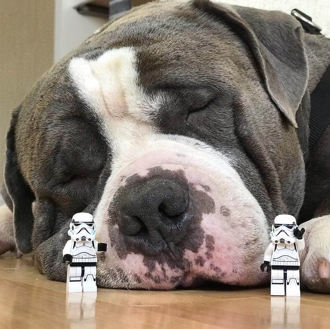 STYLISH ANIMALSのインスタグラム：「Had a great nap session with @tadashitravel」