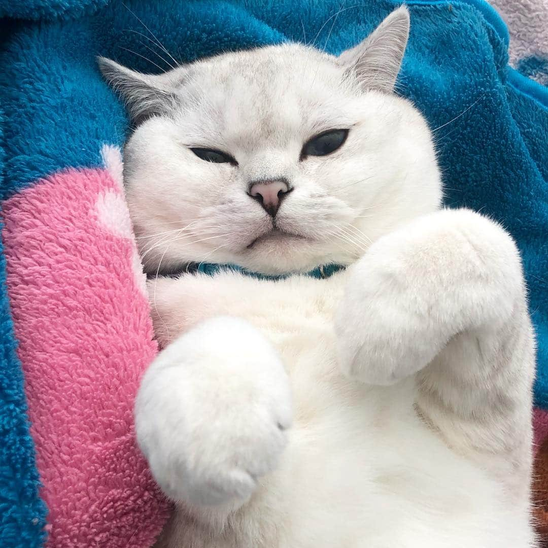 ミスター・ホワイトさんのインスタグラム写真 - (ミスター・ホワイトInstagram)「Do you loaf me? Hugs 🤗」3月19日 7時04分 - white_coffee_cat