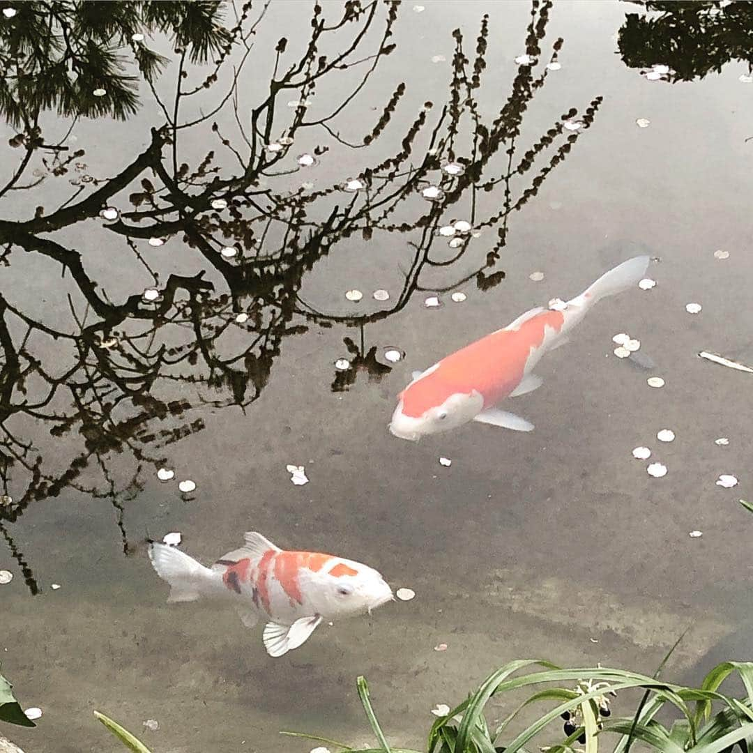 町田康さんのインスタグラム写真 - (町田康Instagram)「おはようさん。」3月19日 7時13分 - inunekosonota