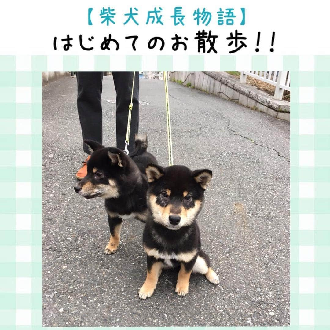 ライオン商事株式会社さんのインスタグラム写真 - (ライオン商事株式会社Instagram)「【柴犬成長物語】 ～はじめてのお散歩編～ 「お外だっ！お外だっ！🎶」「ドキドキ…💦」 2匹はついにお散歩デビュー！！🌱 外の世界は刺激がいっぱい！ 積極的にキョロキョロ👀するマロンちゃんの隣で、コロンちゃんはちょっとへっぴり腰気味🌀？？ ・ 2匹仲良く並んでお散歩できました！🐶🐶💮 インスタグラム初公開の2匹の動画もぜひみてくださいね！😆✨✨ ・ あれあれ？スケボーにも挑戦するの？？🛹🐕 ・ お散歩から帰った後は、#ペットキレイ 除菌できるウェットティッシュで手足の汚れ🐾をキレイに拭き取りましょう！✨ ・ ・ スタッフのおうちで柴犬の赤ちゃんが生まれてスクスク成長中！ マロンちゃんとコロンちゃん、2匹のはじめてシリーズを、 随時お届けしていきたいと思います。  #柴犬成長物語 #はじめてシリーズ #お散歩デビュー #動画初公開 #マロンちゃん #コロンちゃん #柴犬 #しばいぬ #ブラックタン #双子 #柴子犬 #子犬 #lionpet  #lionpetdog #ライオンペット #犬 #いぬすたぐらむ #犬のいる暮らし #犬好きと繋がりたい  #かわいい #dog #dogs #dogstagram @lion_pet_dog」3月19日 7時05分 - lion_pet_dog