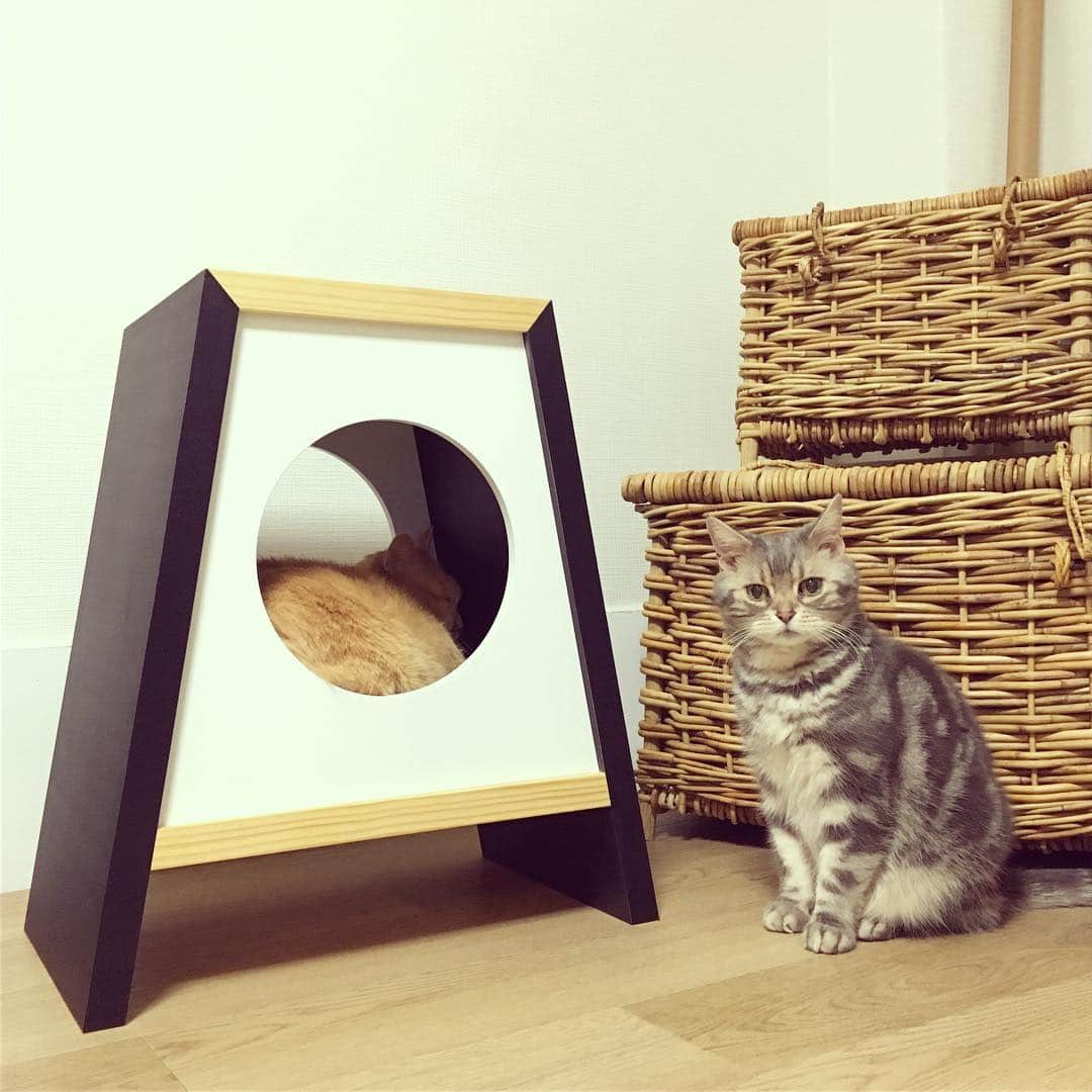 のインスタグラム：「※ 家族写真撮るときみたいになってる おじさん と マイペースに過ごす おばさん。  #温度差 #myzoo #エレガントハウス」