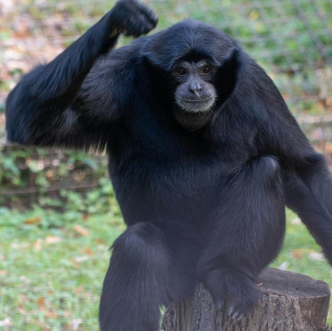 スミソニアン国立動物園さんのインスタグラム写真 - (スミソニアン国立動物園Instagram)「‪Siamangs are built for life in the trees! 🌳 Long arms 💪 and hands 🖐 (along with special muscles and joints) give them the perfect tools to swing from branch to branch. 🐵❤️🐵 Meet our siamang pair, Bradley and Ronnie, at Gibbon Ridge! PLAN YOUR VISIT: s.si.edu/2h3CN1W.‬」3月19日 7時18分 - smithsonianzoo