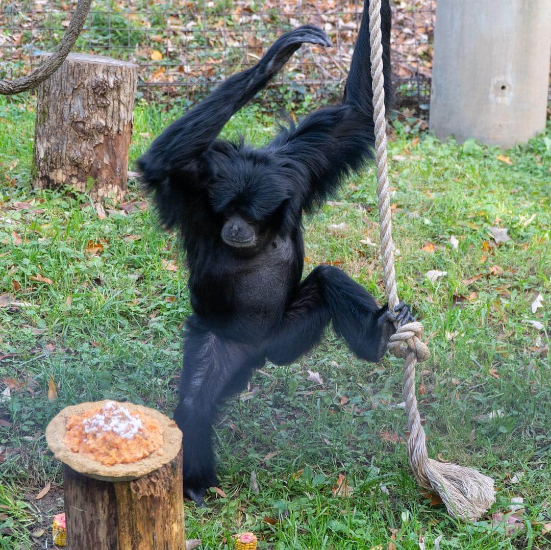 スミソニアン国立動物園さんのインスタグラム写真 - (スミソニアン国立動物園Instagram)「‪Siamangs are built for life in the trees! 🌳 Long arms 💪 and hands 🖐 (along with special muscles and joints) give them the perfect tools to swing from branch to branch. 🐵❤️🐵 Meet our siamang pair, Bradley and Ronnie, at Gibbon Ridge! PLAN YOUR VISIT: s.si.edu/2h3CN1W.‬」3月19日 7時18分 - smithsonianzoo