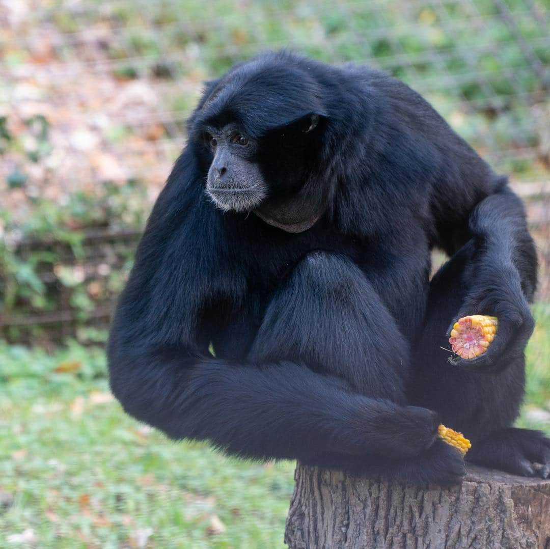 スミソニアン国立動物園さんのインスタグラム写真 - (スミソニアン国立動物園Instagram)「‪Siamangs are built for life in the trees! 🌳 Long arms 💪 and hands 🖐 (along with special muscles and joints) give them the perfect tools to swing from branch to branch. 🐵❤️🐵 Meet our siamang pair, Bradley and Ronnie, at Gibbon Ridge! PLAN YOUR VISIT: s.si.edu/2h3CN1W.‬」3月19日 7時18分 - smithsonianzoo