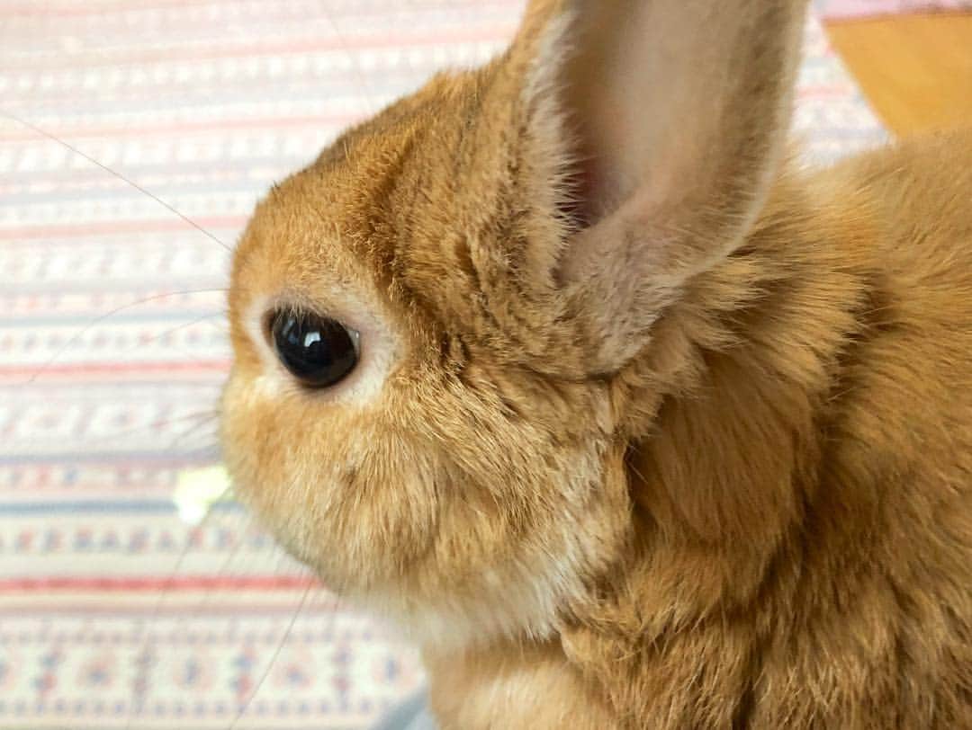ラン?さんのインスタグラム写真 - (ラン?Instagram)「あーん(^O^) 一緒にお口開いちゃうね♡ おはようございます🐰☀️ ☆ 躍動感((( ˙ ω ˙ ))) ☆ 今日も一日ガンバルンバ～♬.*ﾟ ☆ #うさぎ #ネザーランドドワーフ #rabbit #bunny #bunnystagram  #rabbitstagram  #cute  #かわいい #ふわもこ部  #もふもふ  #zip写真部  #アニマル写真部 #instagramjapan #netherlanddwarf #うさぎと暮らす  #うさぎのいる暮らし #癒し #kawaii #ランちゃん  2019.03.19」3月19日 7時30分 - mofumofuusako