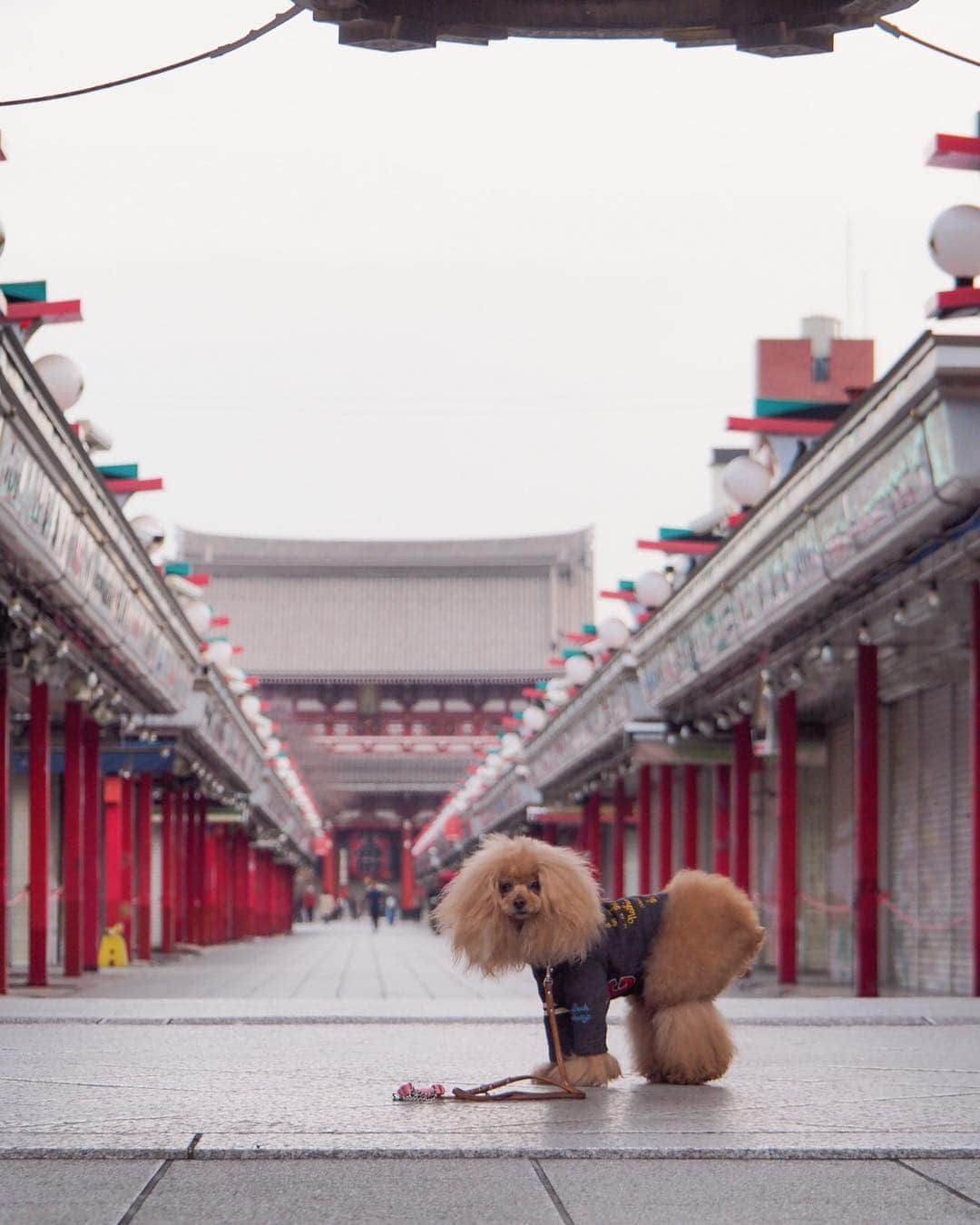 Toypoodle Mikuru?Asakusa Tokyoさんのインスタグラム写真 - (Toypoodle Mikuru?Asakusa TokyoInstagram)「20190319 Tuesday. Good morning! Friends 💓 寝落ちする毎日です😴 . ❶ 仲見世通り ❷ 雷門でオニクめがけて動画 ❸ 提灯の真下です ❹ 地球平和を🕊祈って帰ります . 今週は中休みがあるから 嬉しいなぁ💓💓💓 . #浅草寺 #雷門 #リタイアしたい」3月19日 7時36分 - purapura299