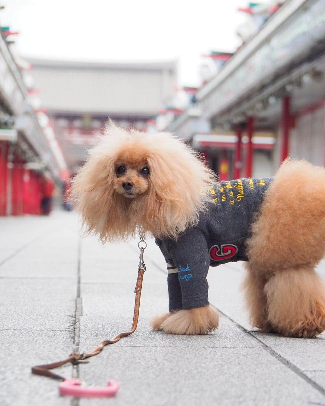 Toypoodle Mikuru?Asakusa Tokyoさんのインスタグラム写真 - (Toypoodle Mikuru?Asakusa TokyoInstagram)「20190319 Tuesday. Good morning! Friends 💓 寝落ちする毎日です😴 . ❶ 仲見世通り ❷ 雷門でオニクめがけて動画 ❸ 提灯の真下です ❹ 地球平和を🕊祈って帰ります . 今週は中休みがあるから 嬉しいなぁ💓💓💓 . #浅草寺 #雷門 #リタイアしたい」3月19日 7時36分 - purapura299