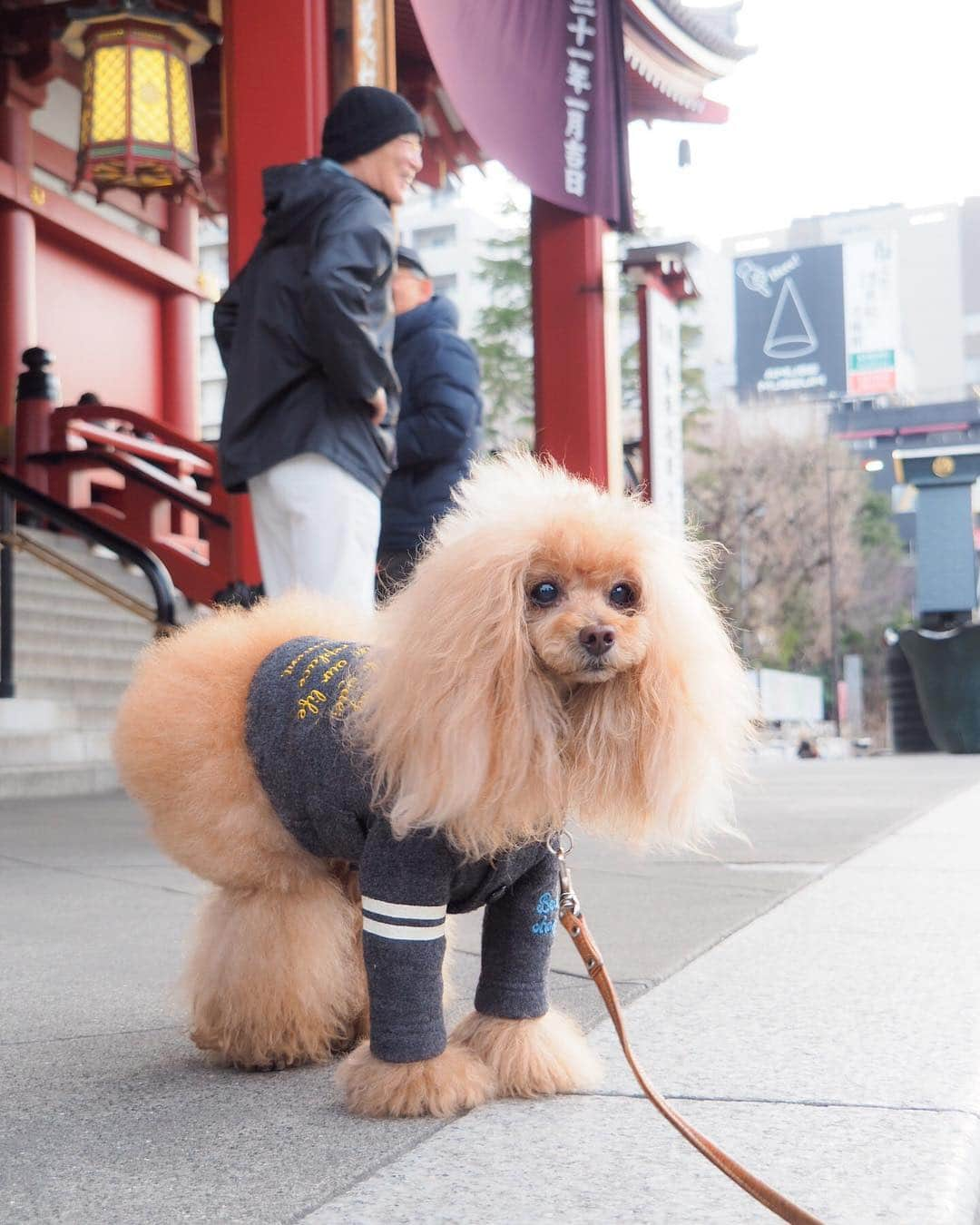 Toypoodle Mikuru?Asakusa Tokyoさんのインスタグラム写真 - (Toypoodle Mikuru?Asakusa TokyoInstagram)「20190319 Tuesday. Good morning! Friends 💓 寝落ちする毎日です😴 . ❶ 仲見世通り ❷ 雷門でオニクめがけて動画 ❸ 提灯の真下です ❹ 地球平和を🕊祈って帰ります . 今週は中休みがあるから 嬉しいなぁ💓💓💓 . #浅草寺 #雷門 #リタイアしたい」3月19日 7時36分 - purapura299