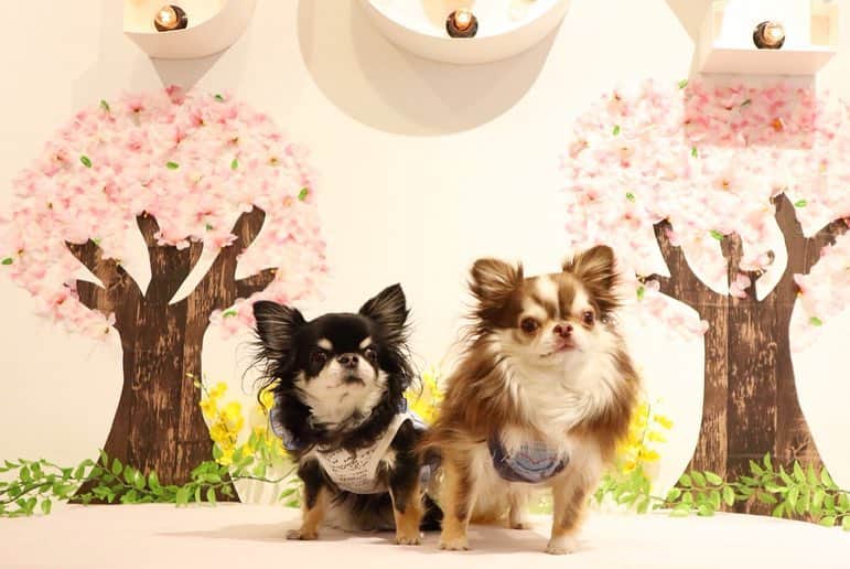kayoのインスタグラム：「* * もうすぐ桜が咲くね☺️🌸🌸🌸🌸 * * Melon💗Lychee * * #chihuahua#chihuahualove#dogstgram#dog#instadog#チワワ#チワワ大好き * *」