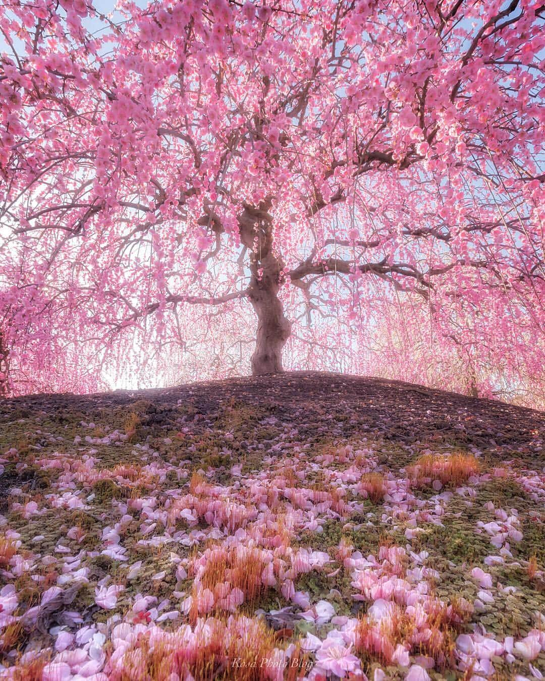 コサさんのインスタグラム写真 - (コサInstagram)「梅も終盤ですかねぇ～🌸 そろそろ桜が気になってきますね😆 いくつか撮りたいポイントあるけど、今年は長野遠征考えてます🤔 . Location:三重県 Mie/Japan Data:2019.3.9 . #Japan_Daytime_View #visitmie #light_nikon #はなまっぷ #photo_travelers #マイタムロンレンズ #art_of_japan_ #tokyocameraclub #bestjapanpics #team_jp_  #IG_PHOS #nipponpic_member #dpj_member #photo_jpn #sorakataphoto #ptk_japan #pt_life_ #super_japan_channel #LBJ_members #japan_great_view #広がり同盟メンバー #inspiring_shot #photo_shorttrip #鈴鹿の森庭園 #Lovers_Nippon #japantravelphoto #japan_of_insta #beautifuldestinations #ig_myshot #igs_world . 使用レンズ：A012/希望レンズ：A043 .」3月19日 7時55分 - kosa_photo