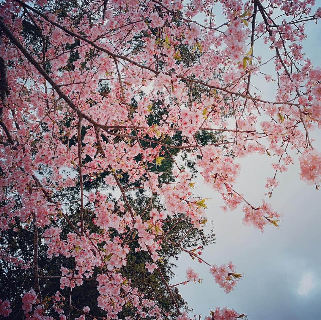 森下千里のインスタグラム：「冷たい空気に 桜色🌸が綺麗だね。 . . #旅 #空 #桜」