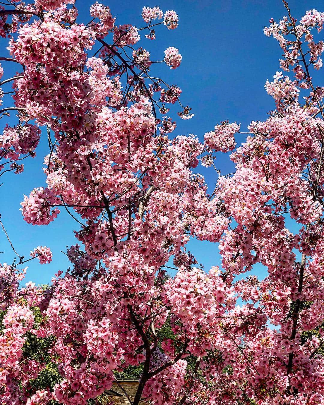 scottlippsさんのインスタグラム写真 - (scottlippsInstagram)「The beautiful Cherry blossom in bloom at @thehuntingtonlibrary #pasadena In love #cherryblossom #cherylblossom #season」3月19日 8時00分 - scottlipps