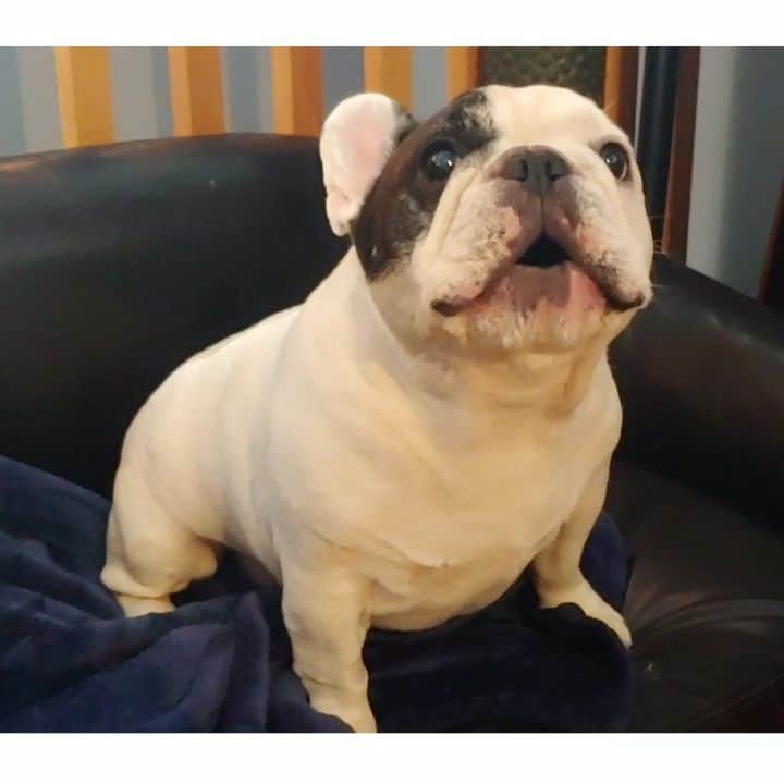 Manny The Frenchieのインスタグラム：「Why do Mondays exists?! 😭  Who wants to join me in sleeping all week?! 😜💤」