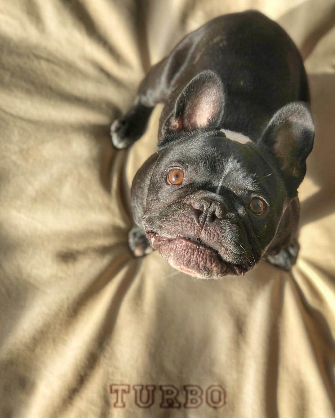 Turbo_dad フレブルのターボさんのインスタグラム写真 - (Turbo_dad フレブルのターボInstagram)「Good Morning . . . #frenchbulldog #frenchie #buhi #dog #フレンチブルドッグ  #フレブル #ブヒ #frenchiesofinstagram #instadog #instafrenchie #frenchiegram #dogstagram #frenchbullys #frenchielove #프렌치불독 #thefrenchiepost #法鬥 #frenchies1 #portrait #igersjp #tokyocameraclub  #bully #ilovemydog #frenchielife #愛犬 #dogsofinstagram #ふわもこ部 #gm #tuesday #llbean」3月19日 8時12分 - turbo_dad