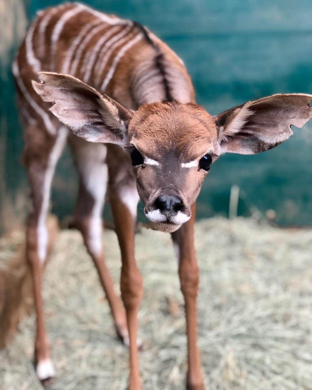 San Diego Zooさんのインスタグラム写真 - (San Diego ZooInstagram)「Kudu be cuter?! 😍 #babyanimals #LesserKudu #zooborns #sandiegozoo S/O to Keeper Keleigh for these precious pics of our dainty newborn」3月19日 8時23分 - sandiegozoo