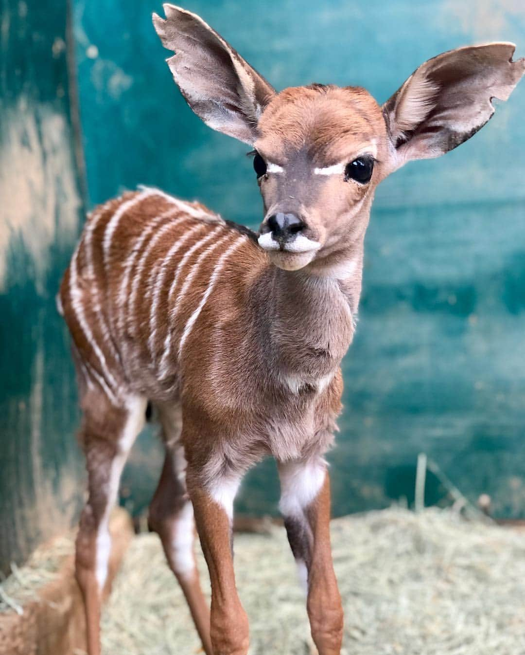 San Diego Zooさんのインスタグラム写真 - (San Diego ZooInstagram)「Kudu be cuter?! 😍 #babyanimals #LesserKudu #zooborns #sandiegozoo S/O to Keeper Keleigh for these precious pics of our dainty newborn」3月19日 8時23分 - sandiegozoo