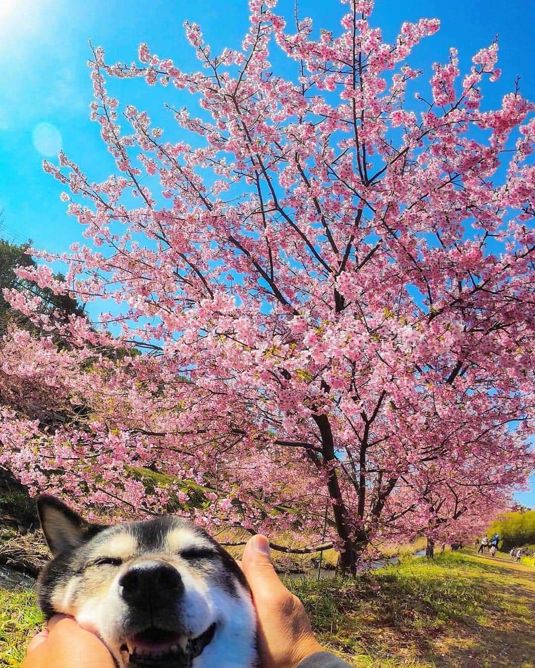 BlackRed shibasさんのインスタグラム写真 - (BlackRed shibasInstagram)「lovely! Nene!  Good morning！Tuesday！ It is rainy today. . . #goprohero7black . @GoPro @GoProJP . . . @shiba.inu.life . #neneandmusashi2019 #GoPro #GoProJP #ゴープロ #hero7 #goprohero7 #goprohero7black #shiba #柴犬 #japan #gopropets #lovely #cute #goprodog #goproのある生活 #cherryblossoms #桜 #河津桜 #otvadventures #besomedoggy #doggo #goprodogsquad #capturedifferent #柴犬ライフ #goproNL #goproNed #smile」3月19日 8時35分 - black_red_jp