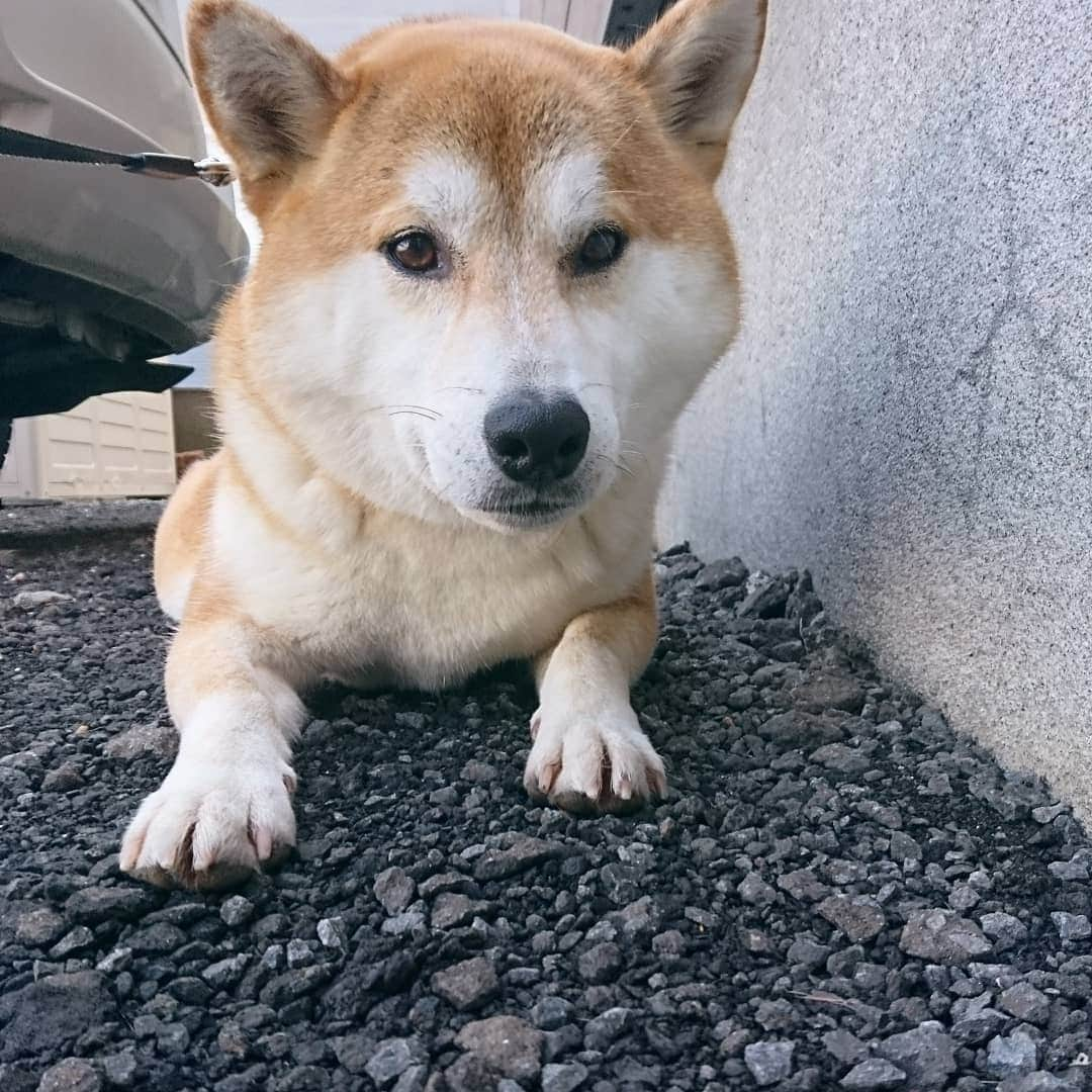 柴犬⭐️サスケさんのインスタグラム写真 - (柴犬⭐️サスケInstagram)「おはわん #柴犬#赤柴#ふわもこ部#犬ら部 #わんだフォ #🐶📷 #🐶#日本犬 #shibagram #shibastagram #shibasnap #柴北会」3月19日 8時56分 - shiba20150405