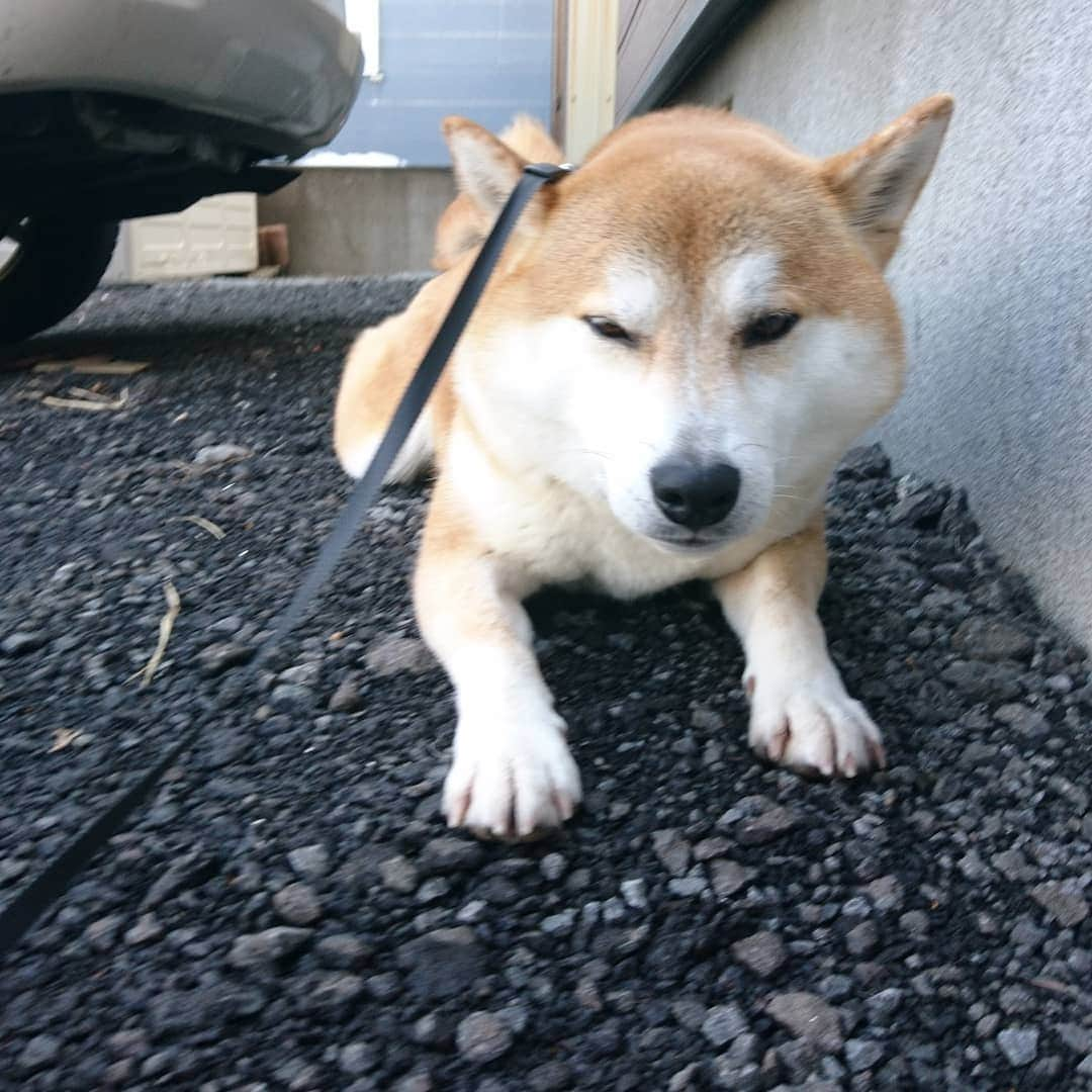 柴犬⭐️サスケさんのインスタグラム写真 - (柴犬⭐️サスケInstagram)「おはわん #柴犬#赤柴#ふわもこ部#犬ら部 #わんだフォ #🐶📷 #🐶#日本犬 #shibagram #shibastagram #shibasnap #柴北会」3月19日 8時56分 - shiba20150405