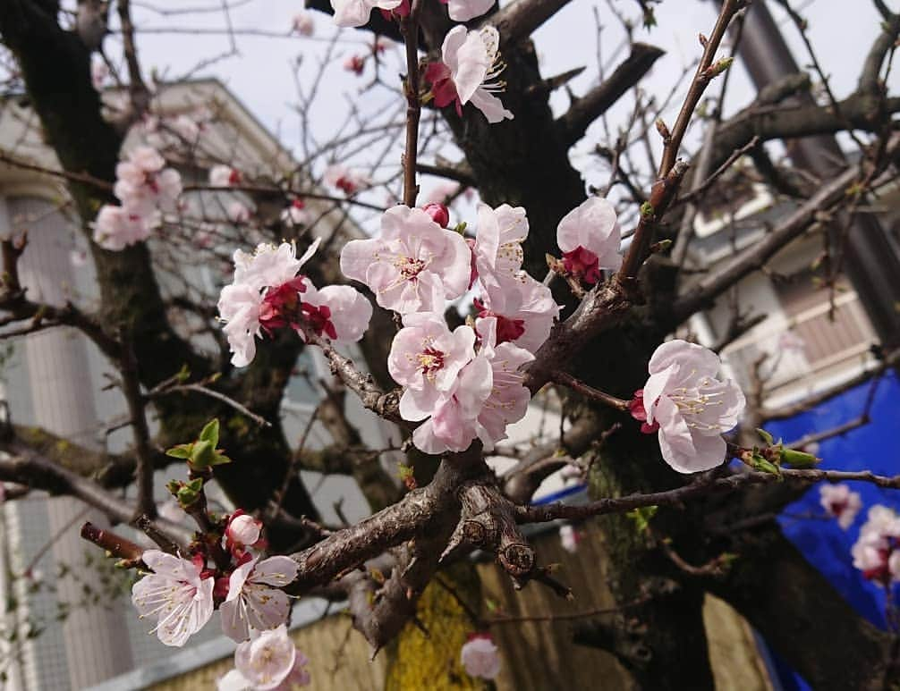 桜花さんのインスタグラム写真 - (桜花Instagram)「本日も春みっけ＼(^^)／🌼 あたたかいと  何だか心がウキウキします🍀  みなさま素敵な今日をお過ごしください〜🌷 #春  #春みっけ  #spring  #発見 #陽だまり  #ほんわか」3月19日 18時42分 - mountainohka