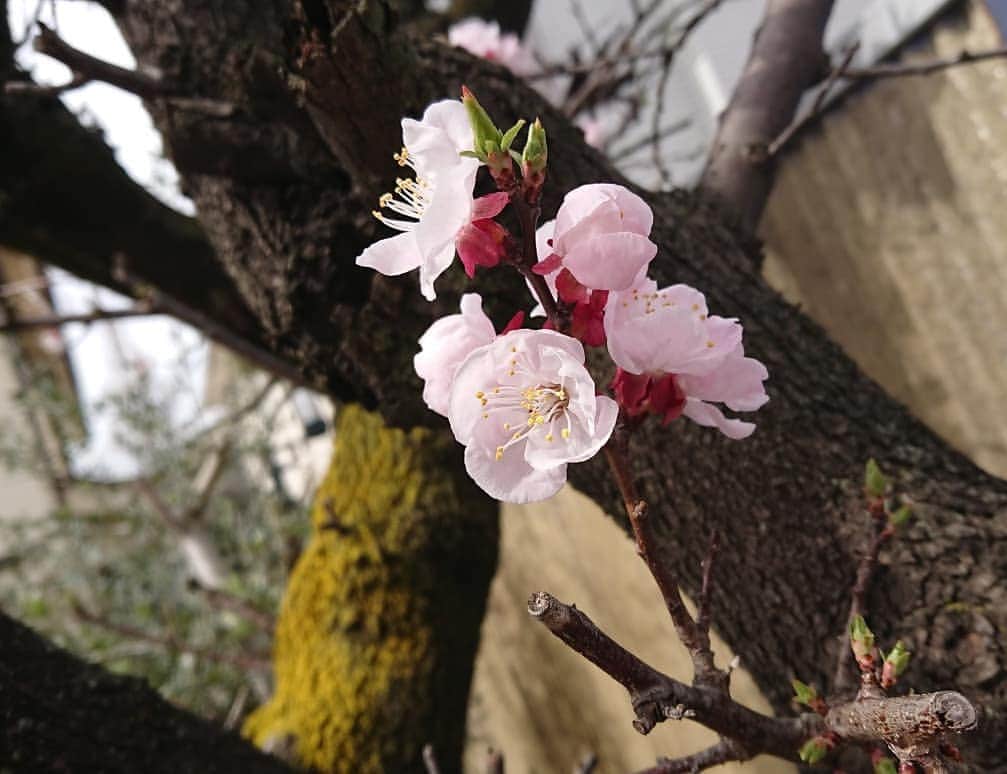 のインスタグラム：「本日も春みっけ＼(^^)／🌼 あたたかいと  何だか心がウキウキします🍀  みなさま素敵な今日をお過ごしください〜🌷 #春  #春みっけ  #spring  #発見 #陽だまり  #ほんわか」