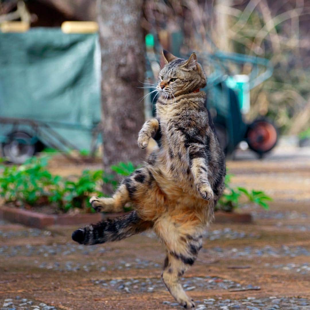 プンクマさんのインスタグラム写真 - (プンクマInstagram)「ダンシングあゆちゃん。 #薔薇の森の猫達 #あゆ #猫 #ねこ #cat #catsofinstagram #catstagram #neko」3月19日 18時51分 - pnkm913