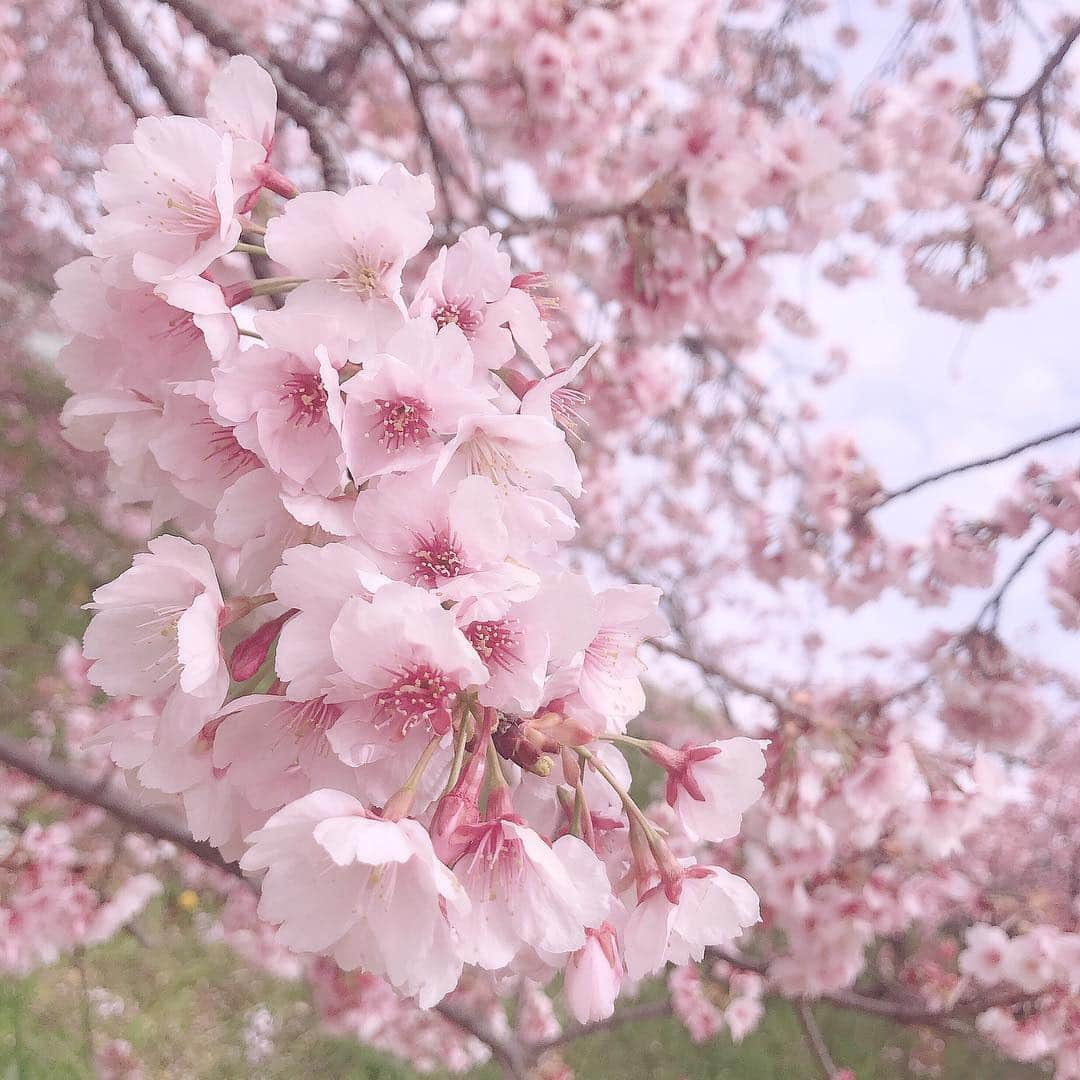 ハナエさんのインスタグラム写真 - (ハナエInstagram)「桜もバラ科 ﻿ ﻿ ﻿ ﻿ ﻿ #sakura #cherryblossom #tamagawa #tokyo #桜 #お花見 #多摩川 #東京」3月19日 18時45分 - hanae_0227