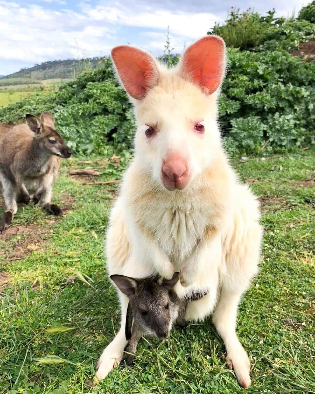 Australiaさんのインスタグラム写真 - (AustraliaInstagram)「Did you know: @brunyislandau is the only place on earth where there is a wild population of white #wallabies 😍 @6reasonswhy_travelblog came face to face with this adorable furry family in @Tasmania, and if you want to see one of these rare white #wallabies for yourself then hot foot it over to #BrunyIsland, which is an easy day trip from @hobartandbeyond. They could likely be seen anywhere on this lovely little island, but for your best chance of sighting them make your way to #AdventureBay Caravan Park at dawn or dusk, and keep your eyes peeled for these elusive white beauties 👀  #seeaustralia #discovertasmania #nature #whitewallaby #wildlife」3月19日 19時00分 - australia