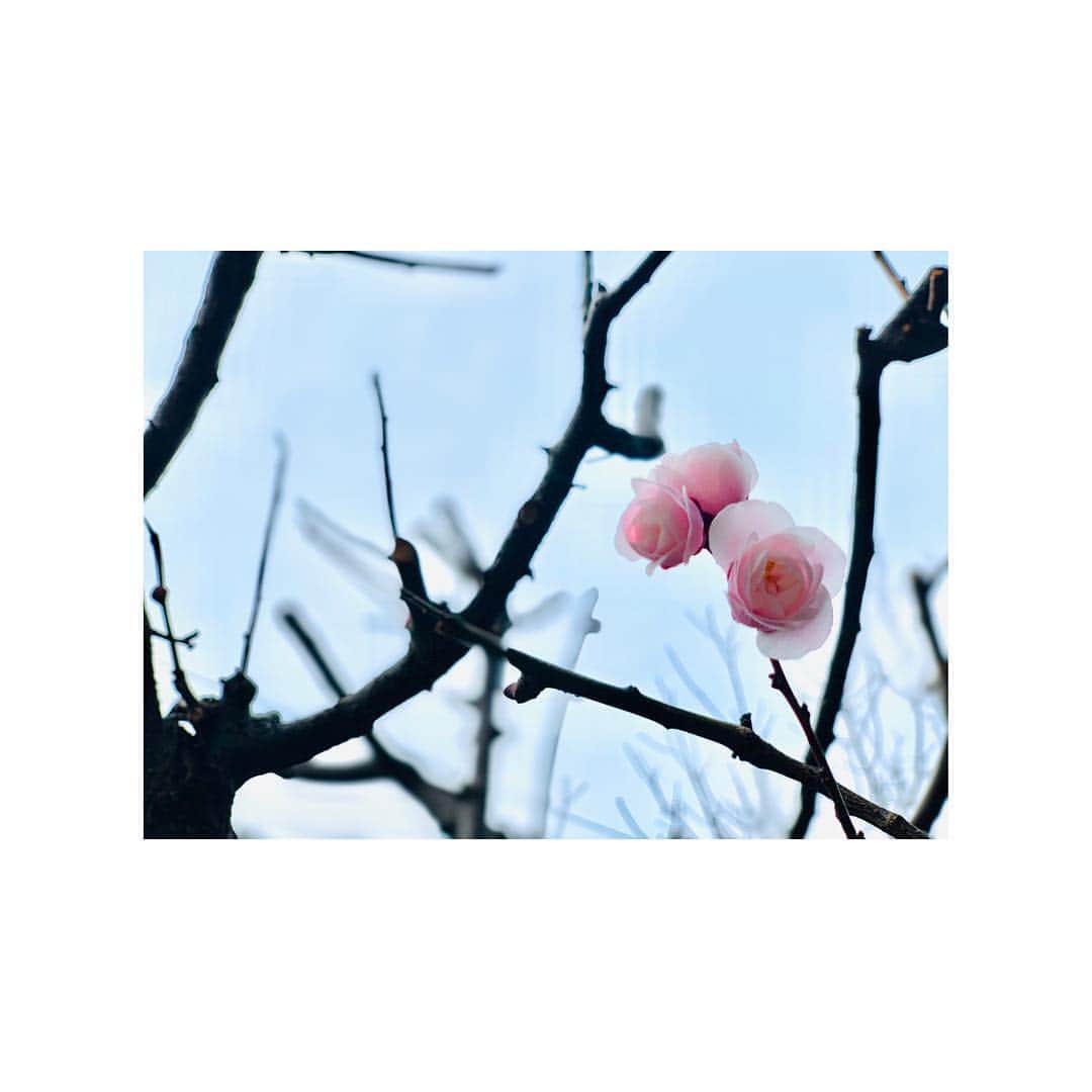 外岡えりかさんのインスタグラム写真 - (外岡えりかInstagram)「#春  咲く前にしか味わえない楽しみ。🌸☀️」3月19日 18時54分 - erica_tonooka