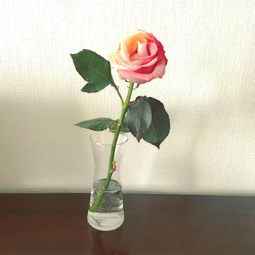 今村沙緒里のインスタグラム：「マーブルのバラ❤︎ 旅で感じた、いろんなことを 吸収して、考えて、育てて。 わたしが、今、できることを＊ がんばります！ 今日もお疲れさまでした☺︎ ・ Marble rose🌈 Charming flower！ ・ #flower #rose #charming #colorful #identity #꽃 #귀여워 #집 #バラ #マーブル #オリジナル #春 #がんばろ #わくわく」