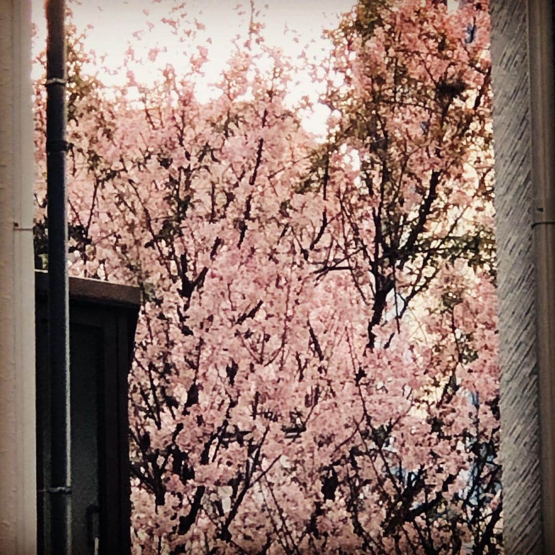 JILLさんのインスタグラム写真 - (JILLInstagram)「わぁ❣️うっそぉ〜‼️あれれ？ある日お買い物しに行って家に戻ってきたら、立派な桜がぁ。あれ、これってぇーっと自宅に戻り階下を見ると我が家のマンション内に桜が咲いてる🌸  えっえ〜、知らなかった十数年間。  ものすごくラッキーな気分。毎日楽しみ。こんなことってあるんだなぁ。  知らない間にそだったんだろっか。  しかし見事な桜なり。  そして地道にやってきたぬか漬け。頂きもので、うーむぅ、毎日かき混ぜられるか否かと悩みつつ、はじめてみました。  写真だとなんだかわらないわね。  とりあえず、定番の胡瓜、大根。漬けて、あとはカマンベールチーズ。これ、美味しいの。  最近のぬか床は冷蔵庫保管で1週間に一度でもなんとかなるらしい...が、毎日、なんとなくかき回しております。  母の時代には自宅でのお漬物は当たり前のことだったなぁ...とか懐かしみながら楽しんでます。  桜とぬか漬け。 いいんだけど、階下を見なくてはならないので花見はなかなか大変なり。でも嬉しい😊  こいつは春から縁起がいい〜ようで〜す🌸  #personz  #jillpersonz #20190319 #wanderful_memories_tour #アーカイブDVD  #ツアースタンプリリース  #Jfnpark #ジャパニーズポップスラプソディ #personz.net @jillpersonz  #ワンダフルツアースタートサイコー #ツアー次回は金沢埼玉なり #桜を自宅で発見の巻」3月19日 19時02分 - jillpersonz
