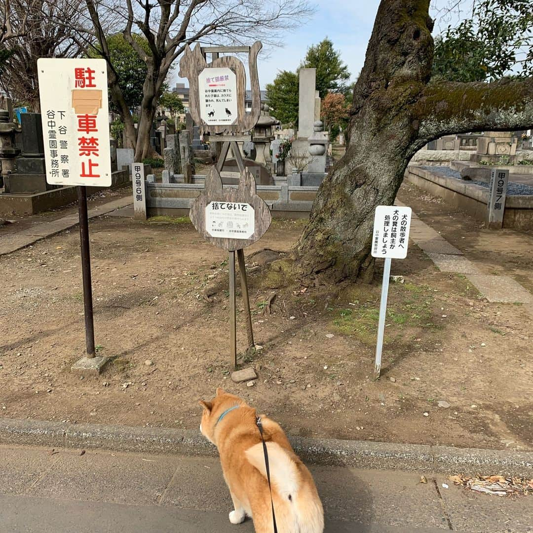 まる（まるたろう）さんのインスタグラム写真 - (まる（まるたろう）Instagram)「come over here✨🐶😸✨ネコさん遊ぼ〜 #照れ屋さんかな🤔 #ここに住んでるのかな #もうすぐサクラ咲くね #来週また遊びにくるからね #捨て猫禁止」3月19日 19時04分 - marutaro