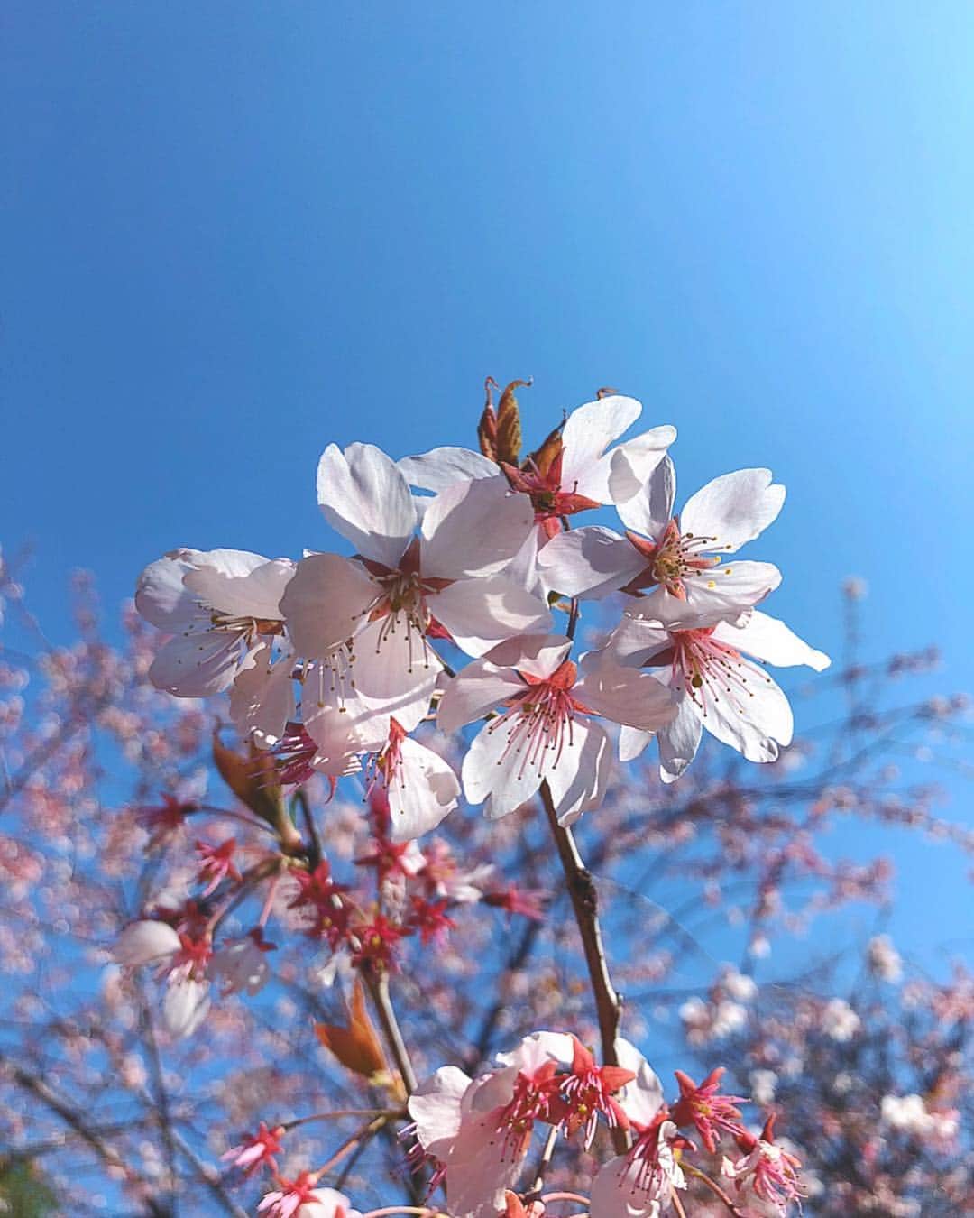 理絵さんのインスタグラム写真 - (理絵Instagram)「💗🌸💗 .  #桜 #sakura #cherryblossom #벚꽃 #cerisier #ciliegio #tokyo #japan」3月19日 19時21分 - ____rie____