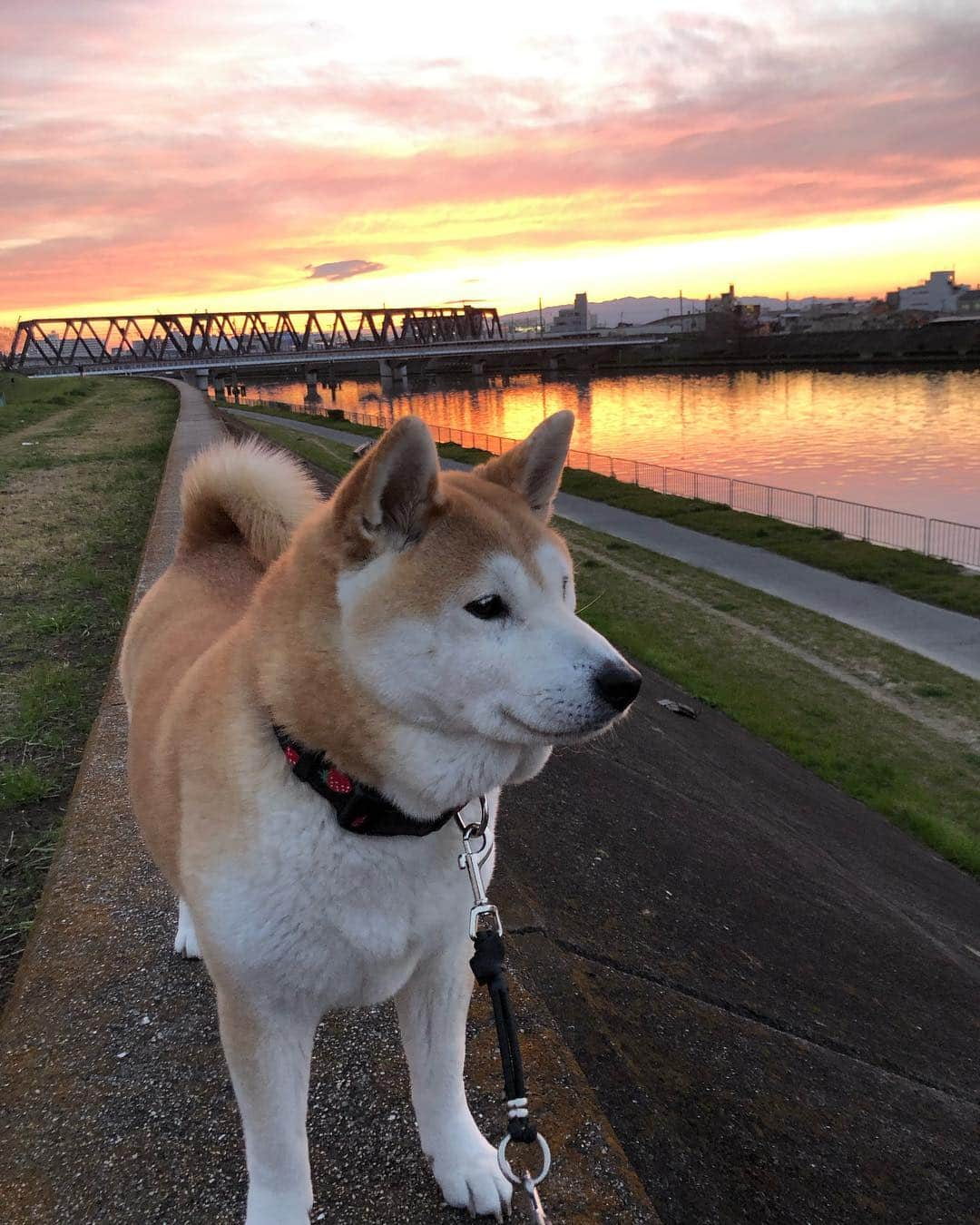 こなつさんのインスタグラム写真 - (こなつInstagram)「今年になって、初めての綺麗な夕陽でした〜〜 明日は、うんと暖かくなるそうです。」3月19日 19時35分 - makonatu