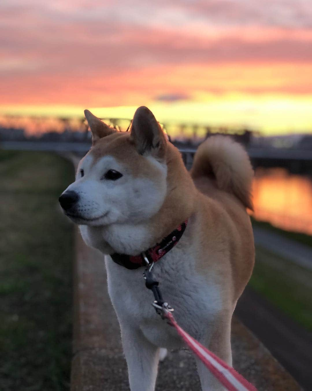 こなつさんのインスタグラム写真 - (こなつInstagram)「今年になって、初めての綺麗な夕陽でした〜〜 明日は、うんと暖かくなるそうです。」3月19日 19時35分 - makonatu