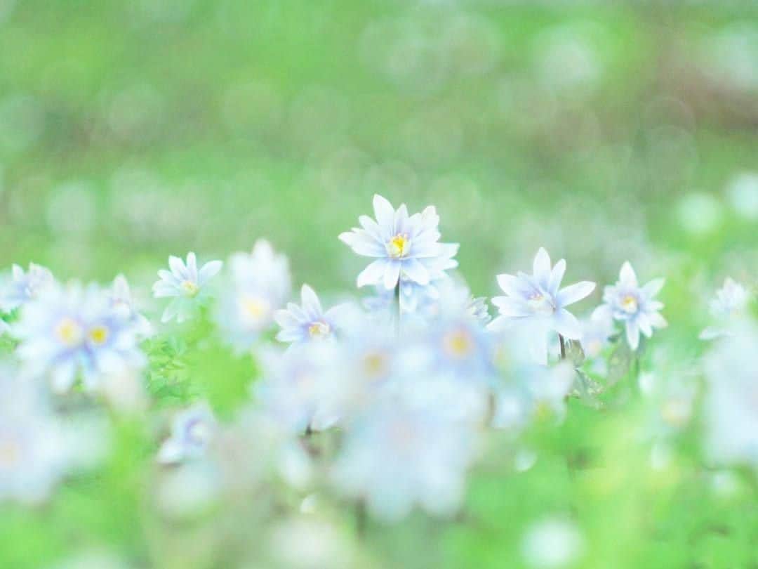 花の写真館さんのインスタグラム写真 - (花の写真館Instagram)「Photo by @urara_chan.⠀ https://instagram.com/urara_chan/⠀ .⠀ Original Post[投稿頂いたURL]⠀ https://www.instagram.com/p/BvC0P6agopU/⠀ .⠀ 本アカウントは、 #私の花の写真 をつけてInstagramに投稿された皆さまの花の写真や、「花の写真館」Facebookページで投稿された花の写真を紹介します。⠀ 「花の写真館」Facebookページは、「 @floral.photograph 」のプロフィールにあるURLからご覧ください。⠀ .⠀ #花の写真館 #floralphotograph #floralphoto #flower #flowers #富士フイルム #FUJIFILM⠀ Follow: @floral.photograph」3月19日 19時30分 - floral.photograph