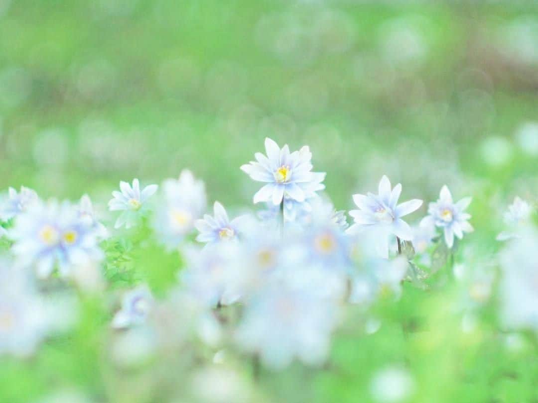 花の写真館のインスタグラム：「Photo by @urara_chan.⠀ https://instagram.com/urara_chan/⠀ .⠀ Original Post[投稿頂いたURL]⠀ https://www.instagram.com/p/BvC0P6agopU/⠀ .⠀ 本アカウントは、 #私の花の写真 をつけてInstagramに投稿された皆さまの花の写真や、「花の写真館」Facebookページで投稿された花の写真を紹介します。⠀ 「花の写真館」Facebookページは、「 @floral.photograph 」のプロフィールにあるURLからご覧ください。⠀ .⠀ #花の写真館 #floralphotograph #floralphoto #flower #flowers #富士フイルム #FUJIFILM⠀ Follow: @floral.photograph」