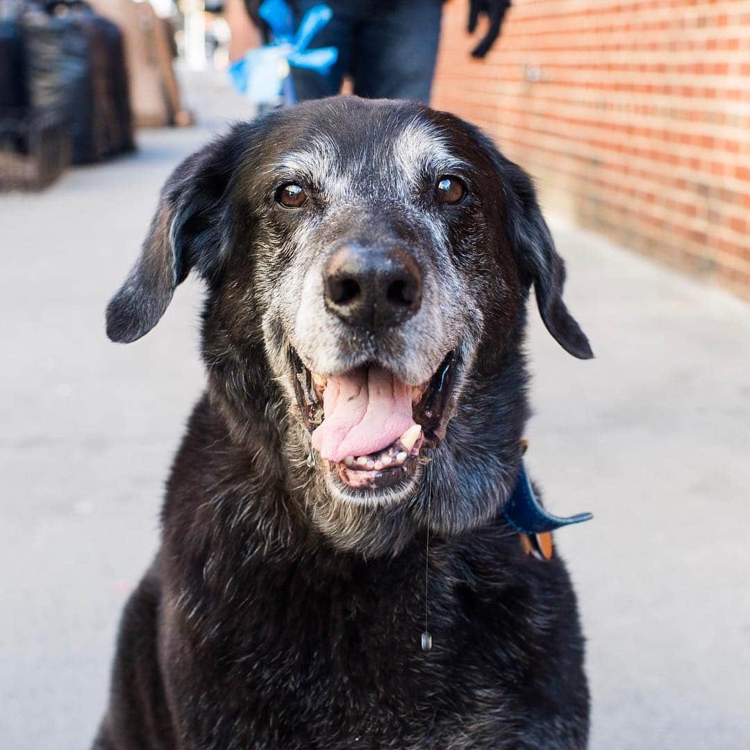 The Dogistさんのインスタグラム写真 - (The DogistInstagram)「Knight, Labrador Retriever mix (14 y/o), 9th & Broadway, New York, NY • “He’s a rescue from North Shore. There was a sign there that said, ‘Are you ready for this ten year commitment?’ He’s fourteen! He once swallowed a tennis ball whole and it had to be surgically removed.  He also got run over by a snowboarder once. He’s now deaf but his nose still works fine.” A rescue from @animalleague」3月19日 10時45分 - thedogist