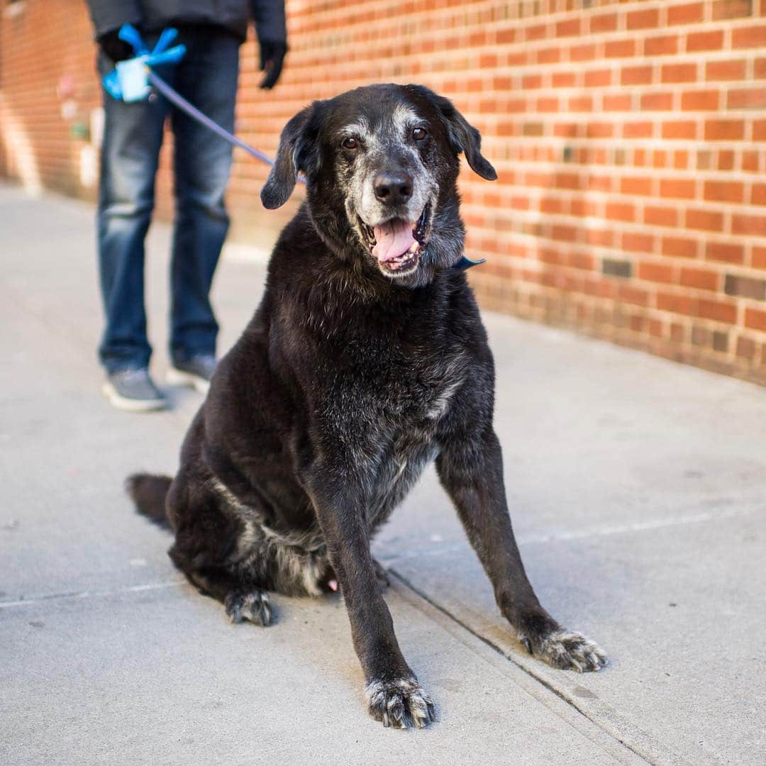 The Dogistさんのインスタグラム写真 - (The DogistInstagram)「Knight, Labrador Retriever mix (14 y/o), 9th & Broadway, New York, NY • “He’s a rescue from North Shore. There was a sign there that said, ‘Are you ready for this ten year commitment?’ He’s fourteen! He once swallowed a tennis ball whole and it had to be surgically removed.  He also got run over by a snowboarder once. He’s now deaf but his nose still works fine.” A rescue from @animalleague」3月19日 10時45分 - thedogist