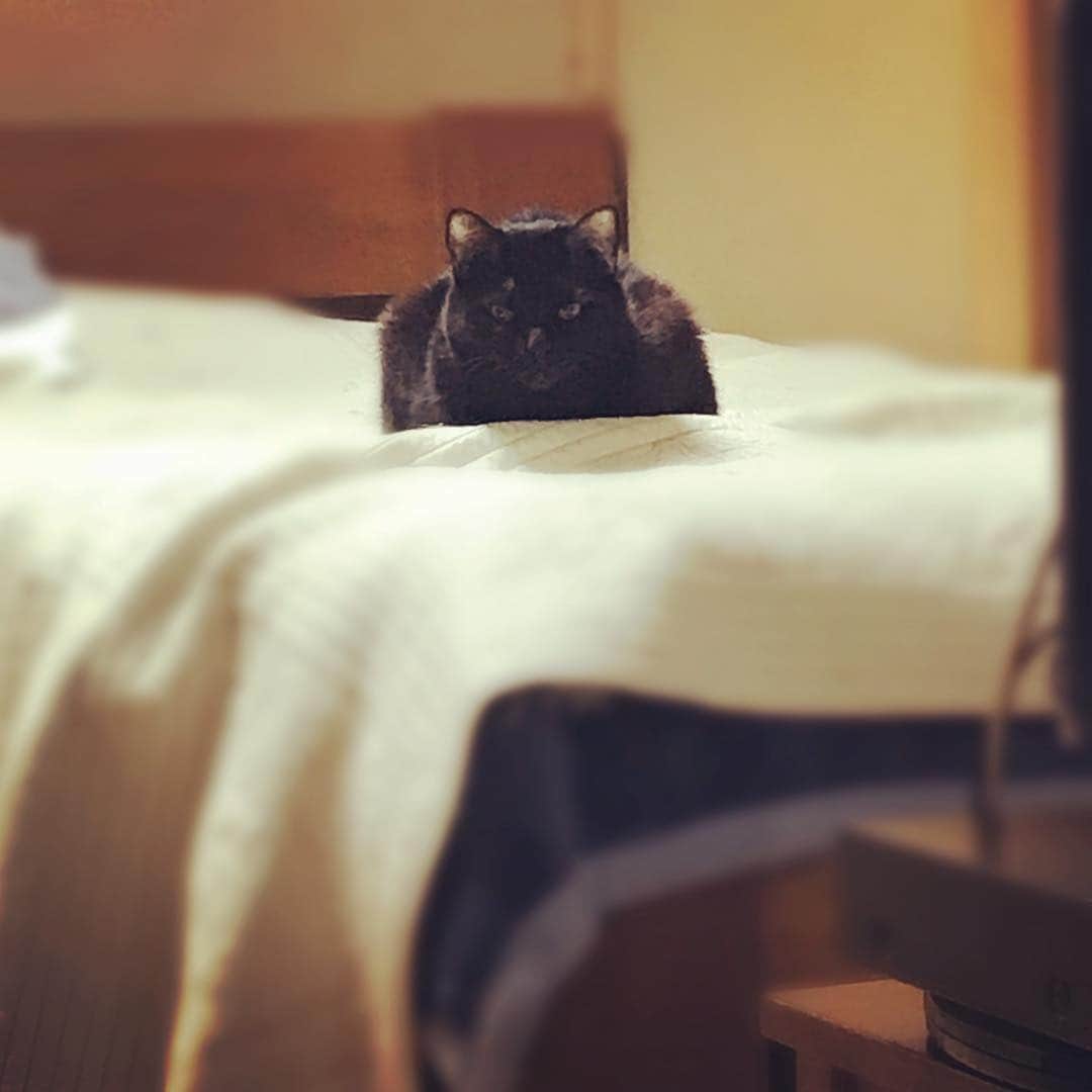 緒月遠麻さんのインスタグラム写真 - (緒月遠麻Instagram)「☆🐈☆ いつも 見守られながら おばちゃんの 美味しい お食事を頂く。笑 #黒猫 #ご近所物語 昔から なぜか 犬、猫、赤ちゃんに 凝視されがち👀笑」3月19日 10時47分 - toma_ozuki