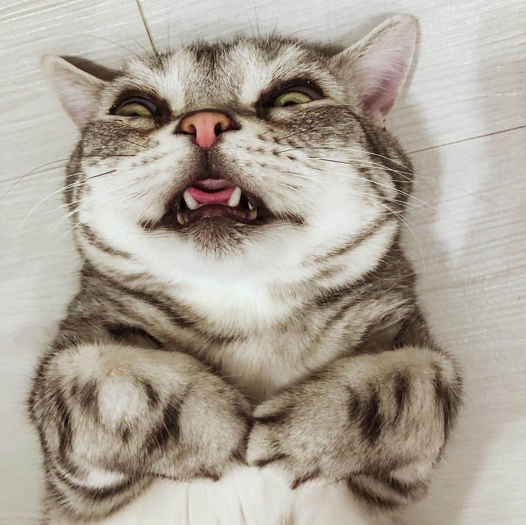 ルフさんのインスタグラム写真 - (ルフInstagram)「#luhu:"first photo was taken by my uncle 4 years ago,second one was taken by my mom last night. see，I didn't change except for my weight🤫” - - #cat #cute #catsofinstagram #angel #adorable #lovely #funny #sadcat」3月19日 11時06分 - lanlan731