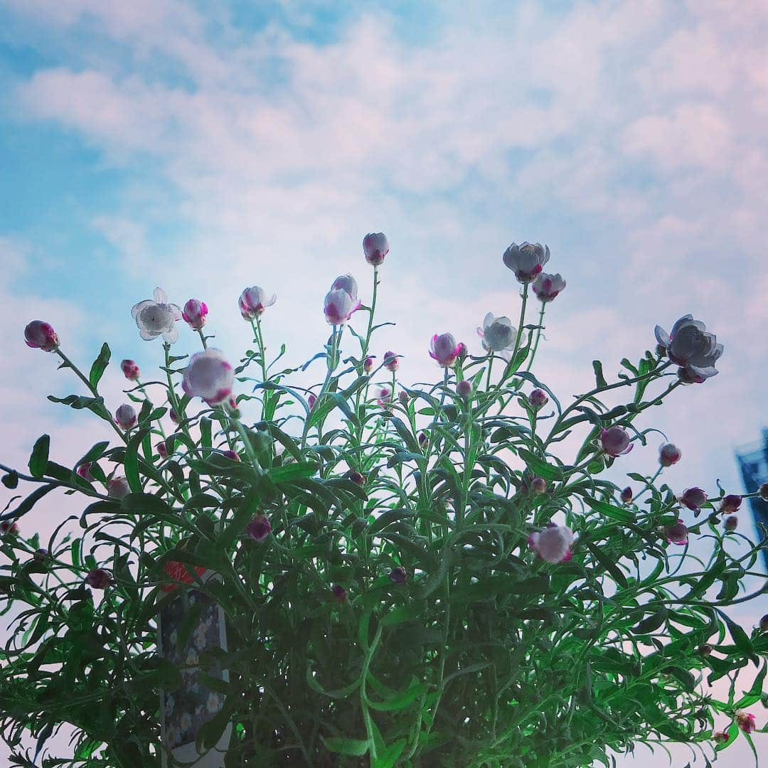 氷浦紫さんのインスタグラム写真 - (氷浦紫Instagram)「#花かんざし 開いてきた～❁❁❁ #paperDaisy#春がきた#小さなしあわせ #flower#White#SKY#Tokyo#マンションのベランダ#マンション#小さな花#花のある暮らし」3月19日 11時15分 - yukalihiula